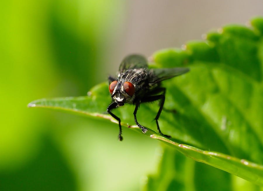 Horsefly Control Tips and Insights