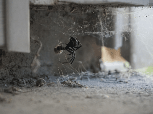 How to Identify and Get Rid of Black Widow Spiders – Insectek