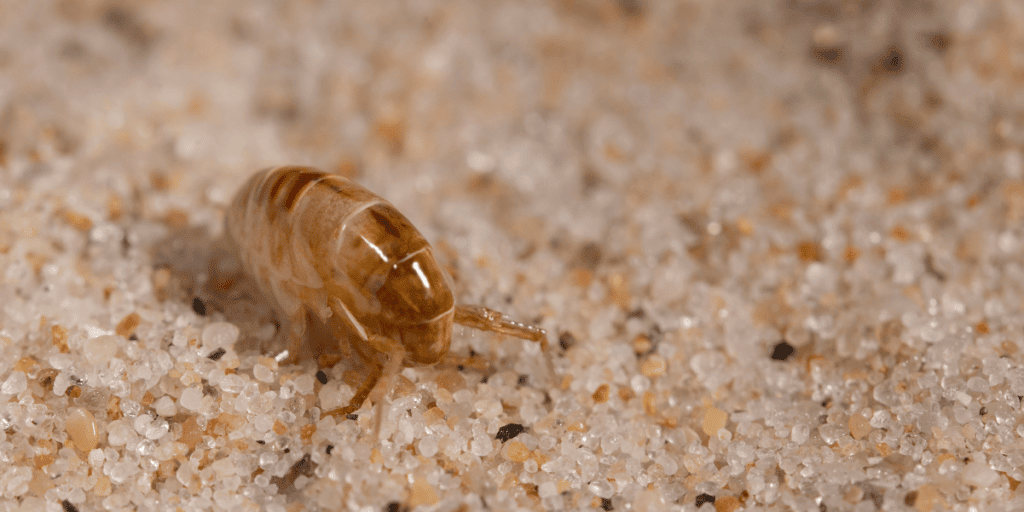 how-to-get-rid-of-sand-fleas-insectek-pest-solutions