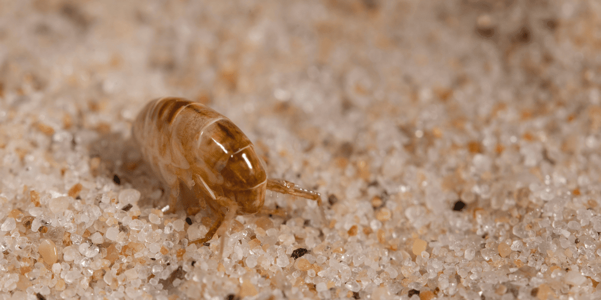 how do you treat sand fleas on dogs