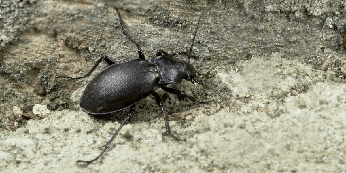 common black ground beetle