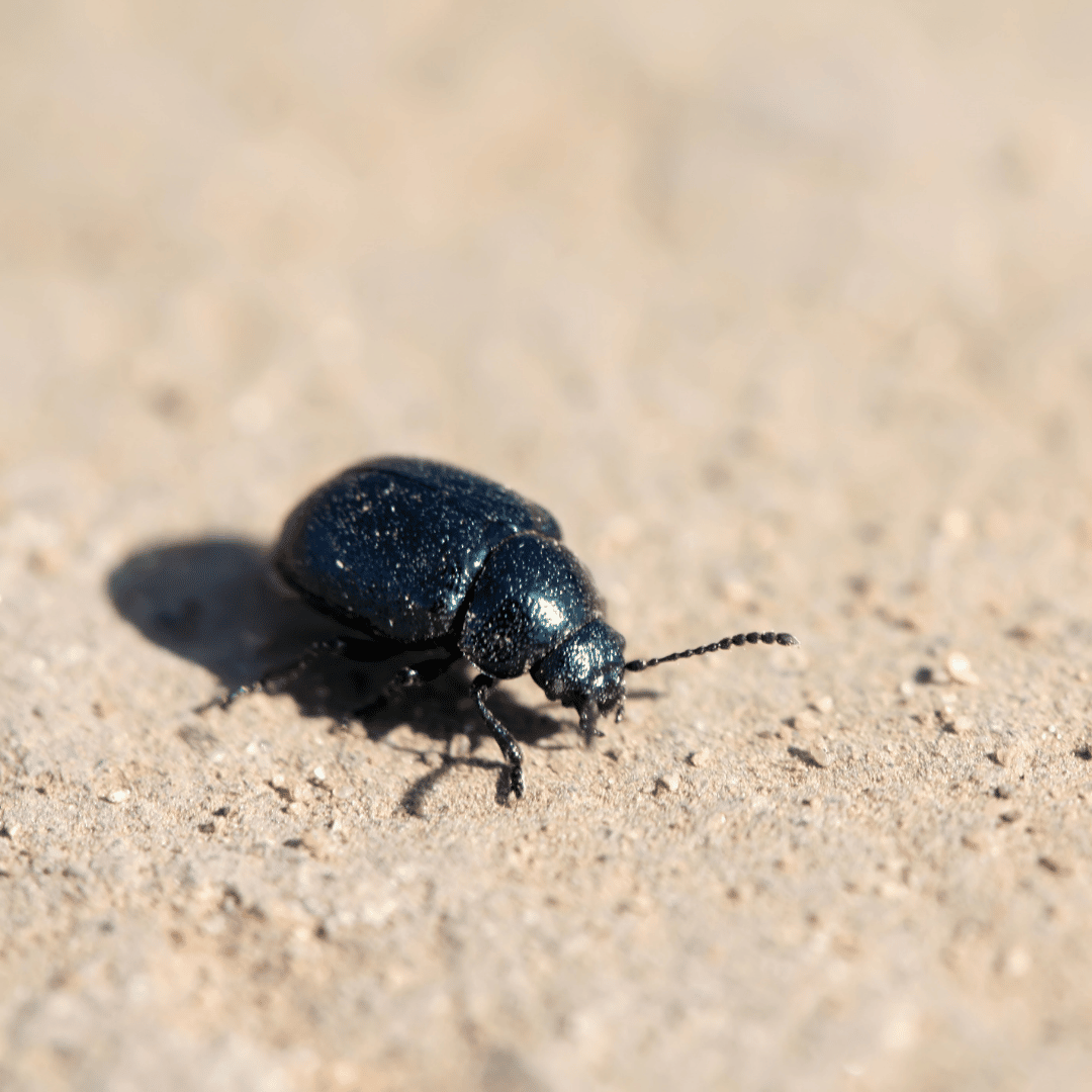 Beetle Pest Control In Phoenix, Arizona - Insectek Pest Solutions