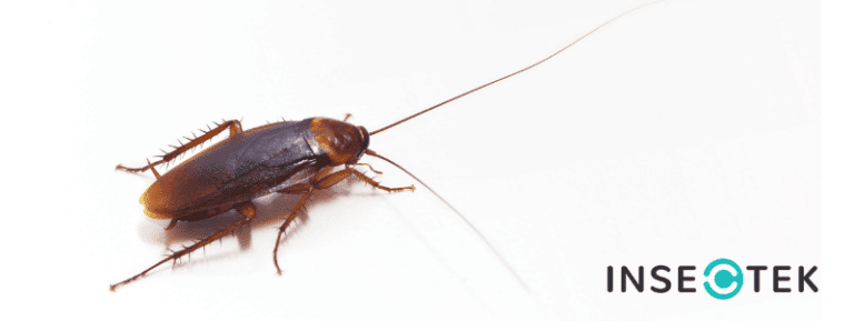 Water Bug vs. Cockroach – What is Infesting Your Home? - Insectek Pest ...