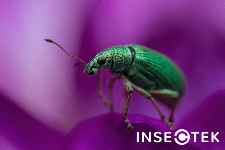 What is a June Bug? Insectek Pest Solutions