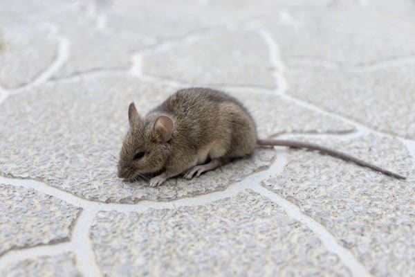 Bigstock Close Up Mouse A House Mouse 461380103 600x400 