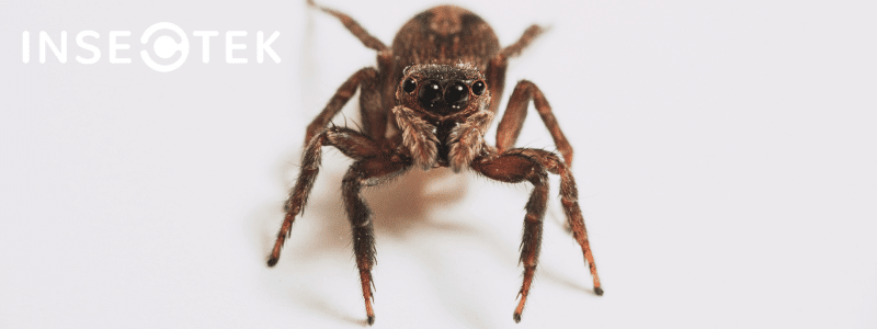 Blog - Is It Dangerous To Have Wolf Spiders Around My Fort Worth Property?