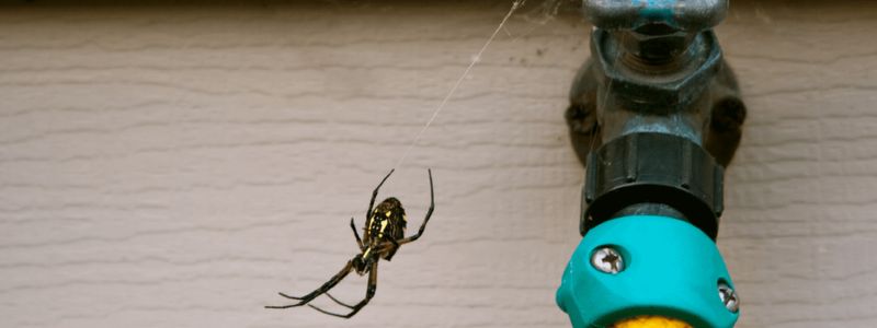 How to get rid of spiders from your garden? - BUCKINGHAMSHIRE