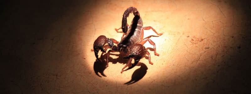 Scorpions Facts, Information, and Photos