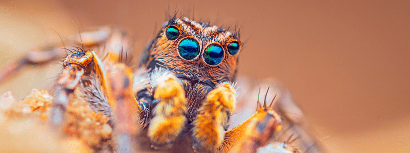 jumping spiders