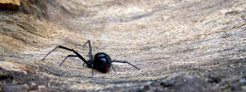 difference between male and female black widow spiders