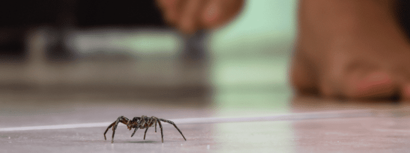 Common Indoor Spiders, Pest Inspections